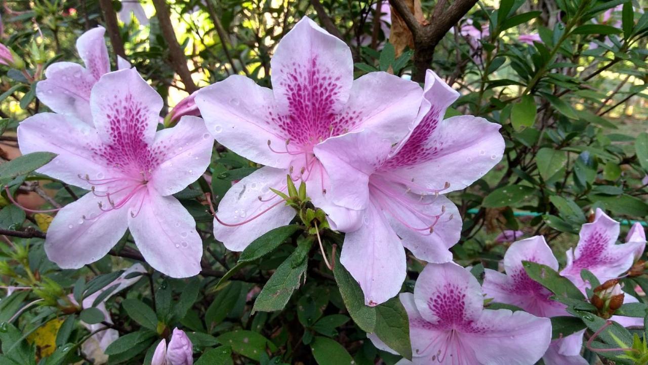 Govinda Moeda Pousada ภายนอก รูปภาพ
